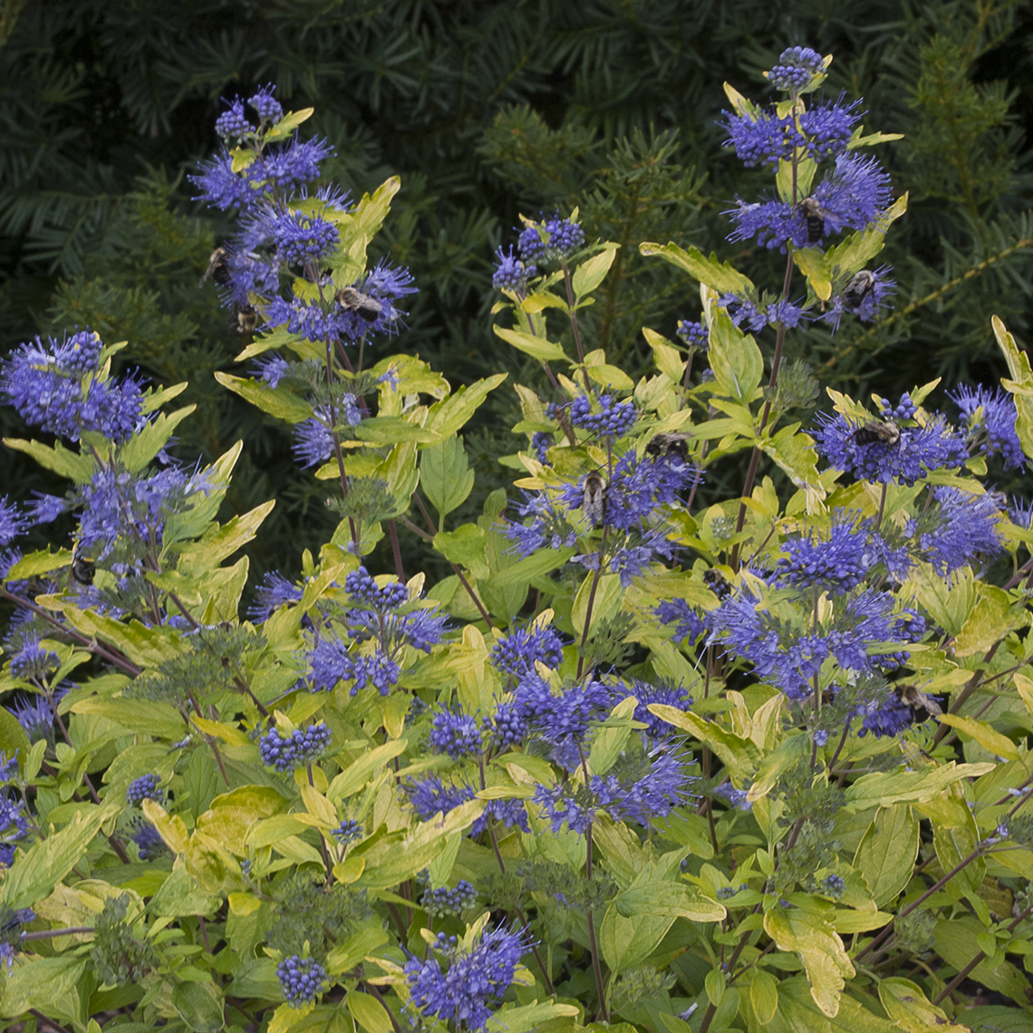 Lil' Miss Sunshine Caryopteris | Spring Meadow - wholesale liners ...